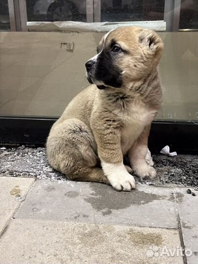 Продаю албая среднеазиатская овчарка