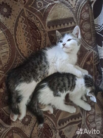 Отдам в добрые руки