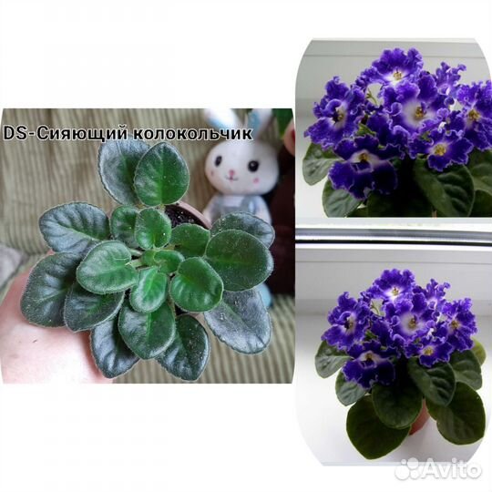 Сортовые фиалки