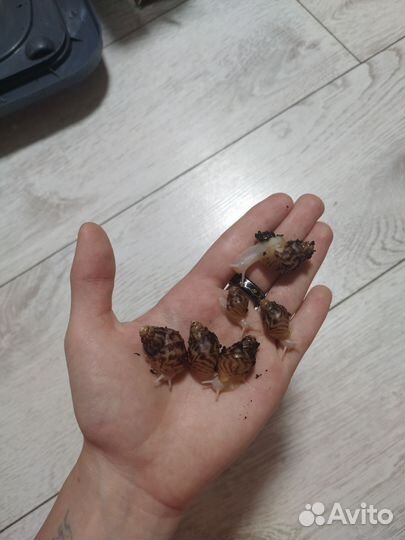 Улитки ахатины ретикулята альбино, фулика