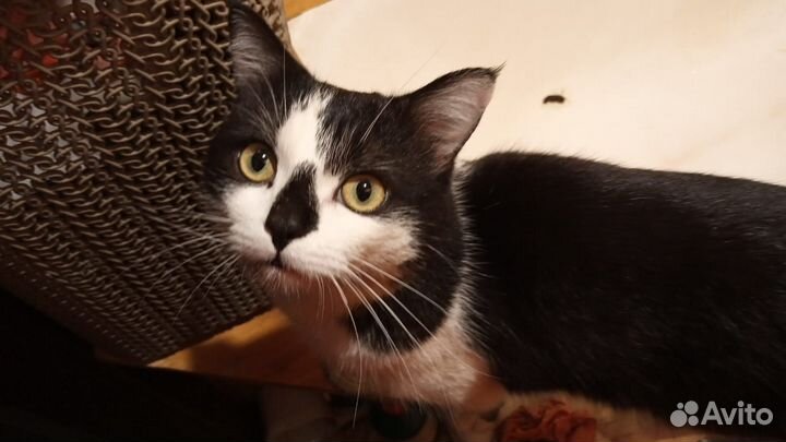 Молоденький котик в дар