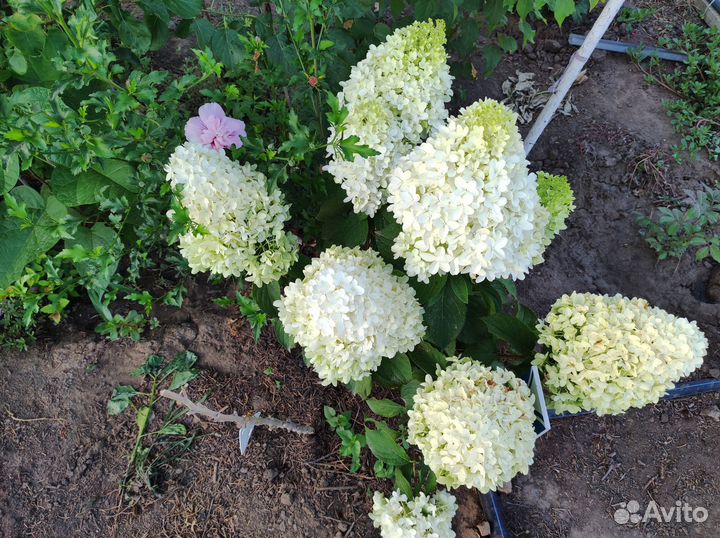 Гортензии метельчавтые 8 сортов