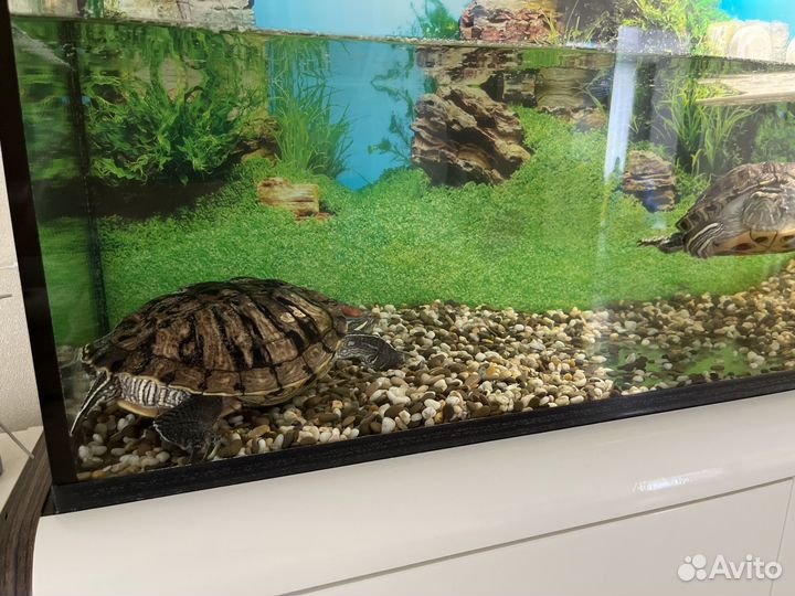 Террариум/аквариум для рептилий бу с черепахами