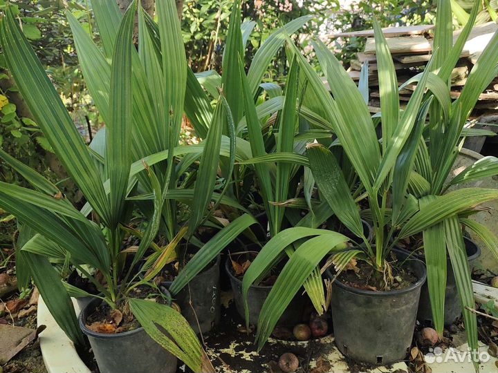 Пальма Сабаль Sabal palmetto