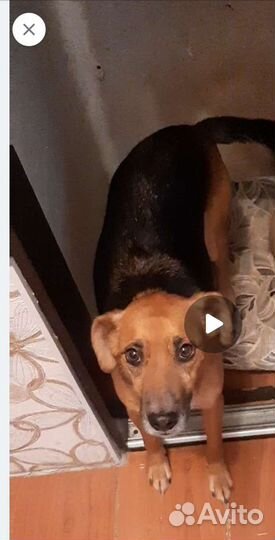 Метис бигля