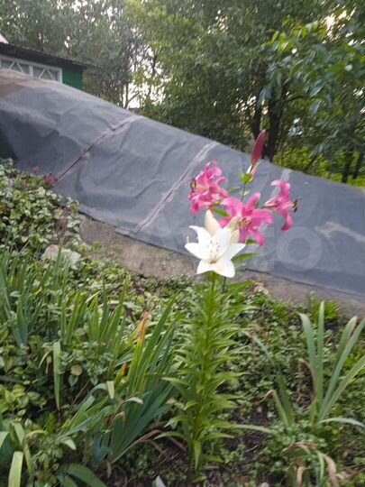 Дом 22 м² на участке 22 сот.