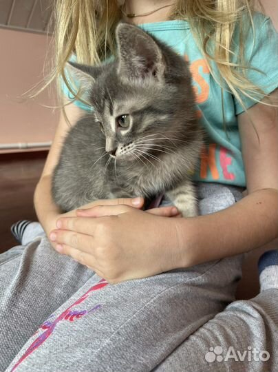 Котенок в добрые руки