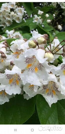 Редкие растения для сада