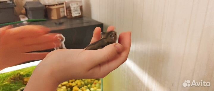 Джунгарский хомяк