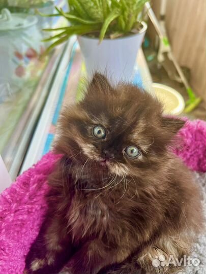 Шотландская прямоухая кошка