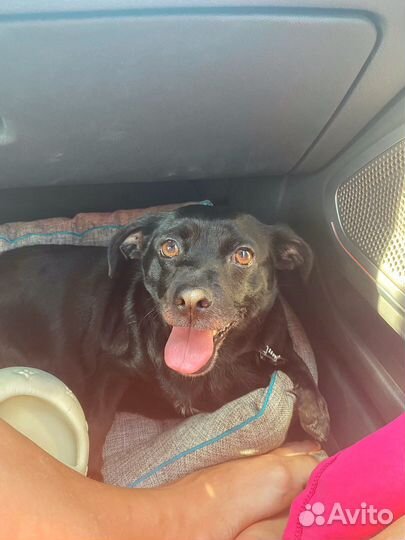 Найдена собака