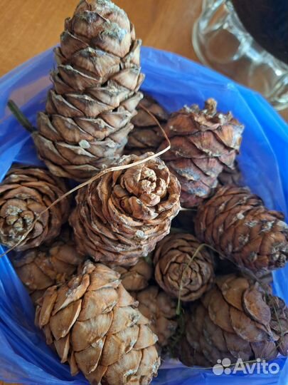 Шишка кедровая