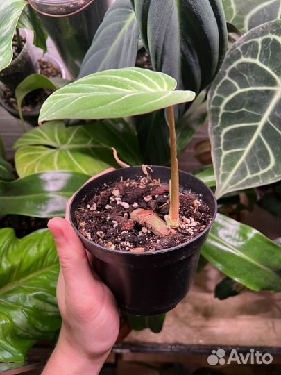 Филодендрон глориозум