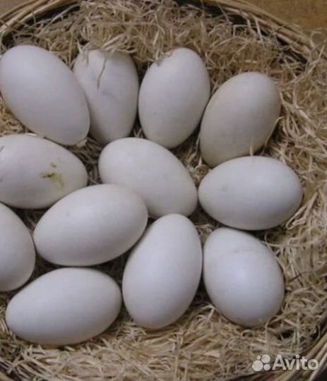 Яйца на инкубацию гусиные