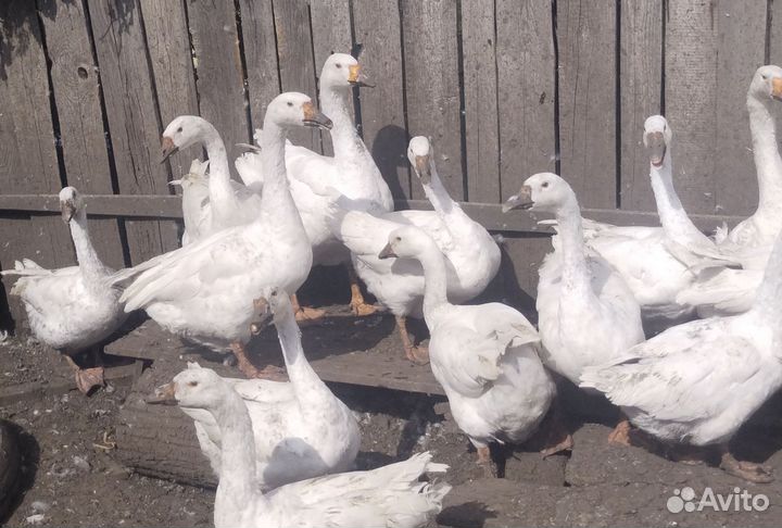 Гуси продам или обменяю