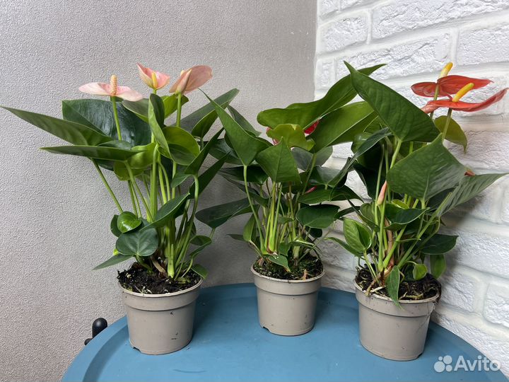 Комнатные цветы антуриум мужское счастье