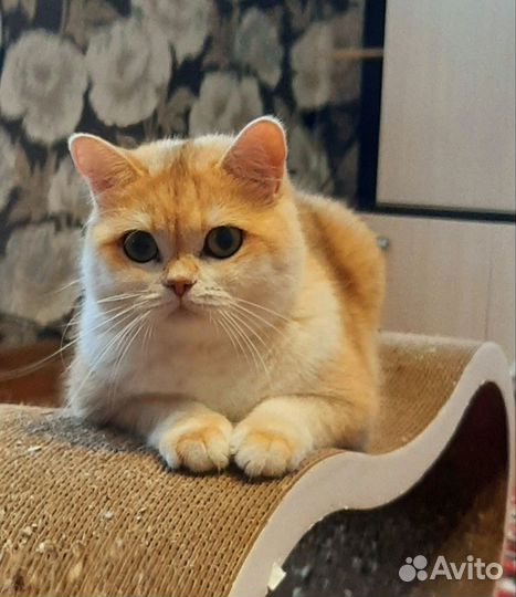 Британская кошка золотого окраса
