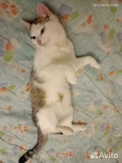 Котята отдам бесплатно