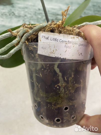 Эорхидея фаленопсис Little Gem Stripes цветущая