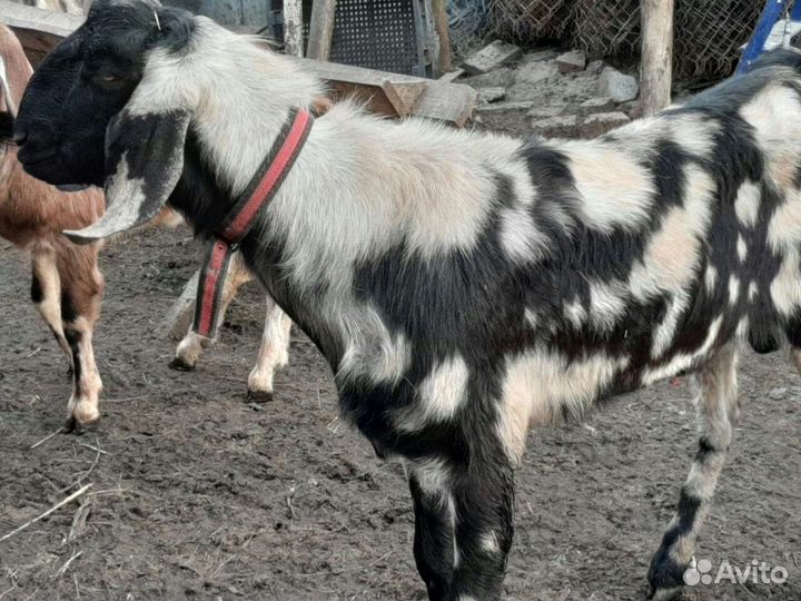 А-Нубийский козел