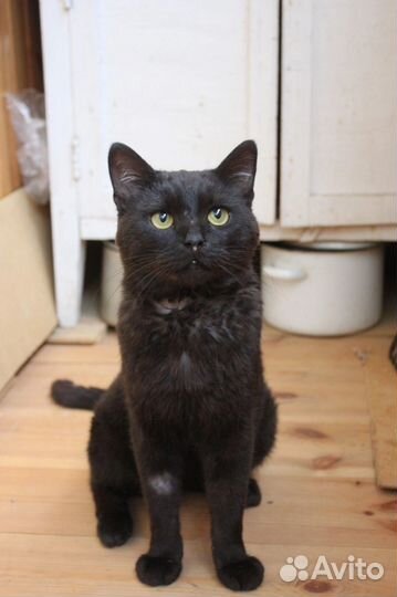 Черный кот не обормот)