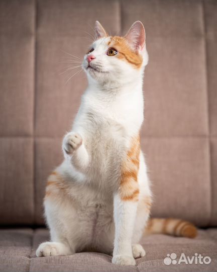 Котенок в добрые руки