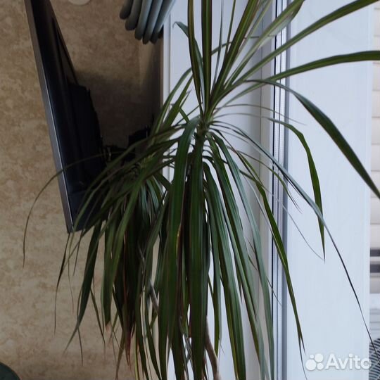 Пальма драцена