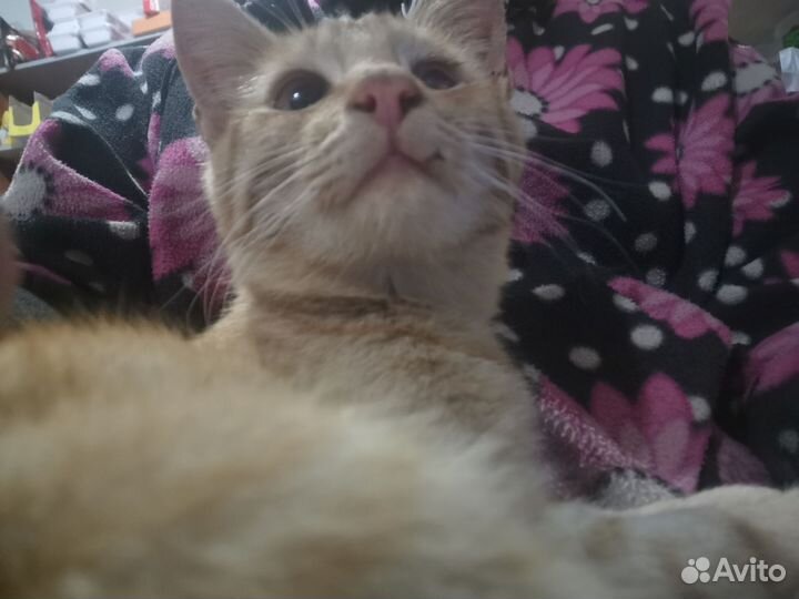 Кошка в дар бесплатно