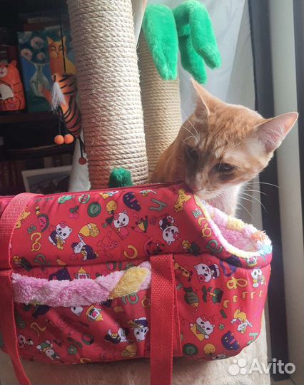 Переноски-пластик Triol/в самолет и сумка мягкая