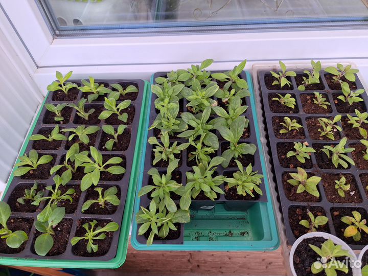 Черенки петуний