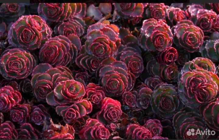 Очиток Dragons Blood (Дрэгонс Блад), растение