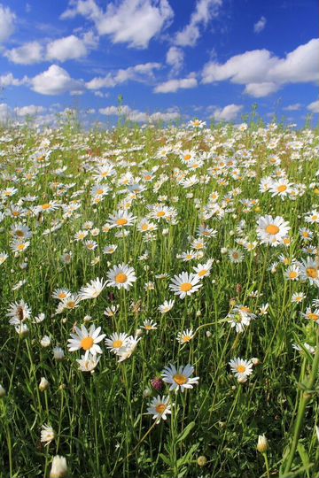 Участок 2,5 га (СНТ, ДНП)