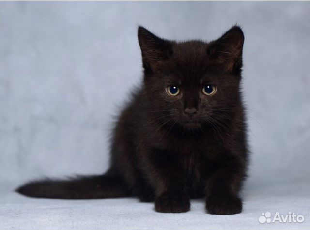 Черный котик объявление продам