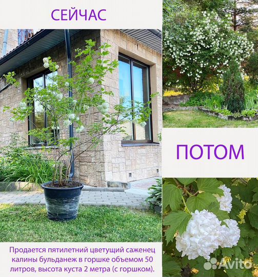 Саженец калины Бульданеж