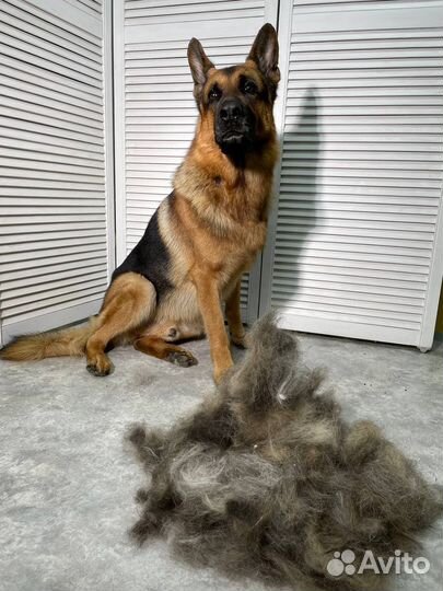 Груминг собак и кошек