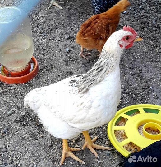 Молодые петушки