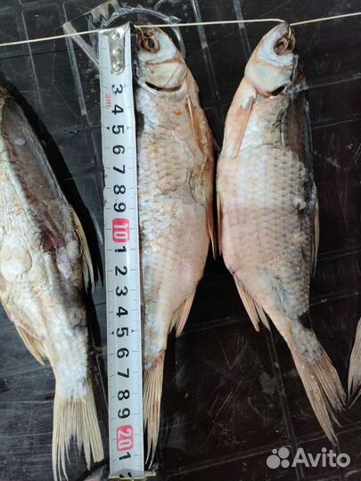 Сушеная рыба. Вяленая Азовская тарань