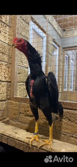 Бойцовые петухи и куры