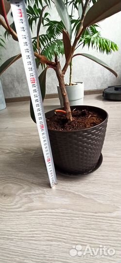 Фикус каучуконосный