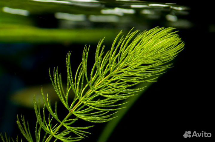 Аквариумные растения прополка отдам