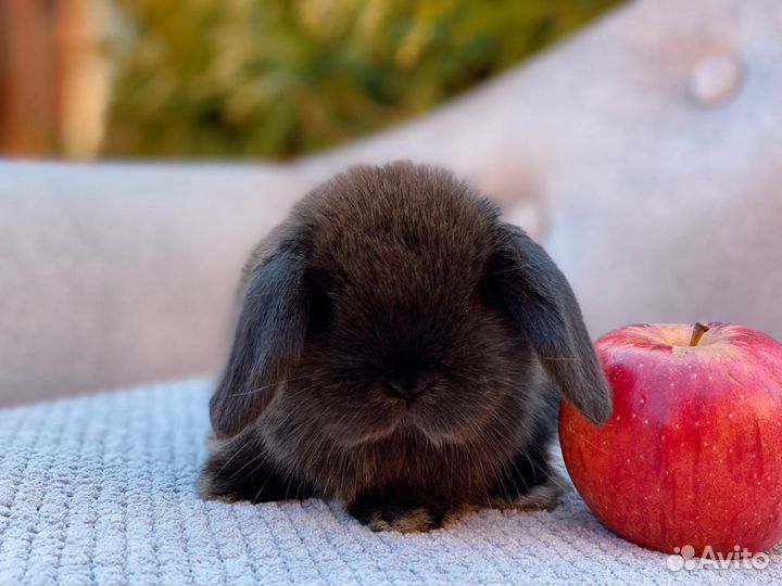 Mini Lop, NHD, цветные карлики и клетки