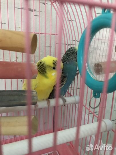 Волнистый попугай