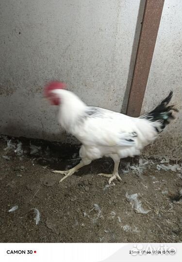 Молодые петушки