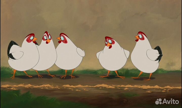 Куры молодки