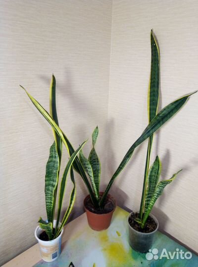 Сансевиерия лауренти с желтыми полосками