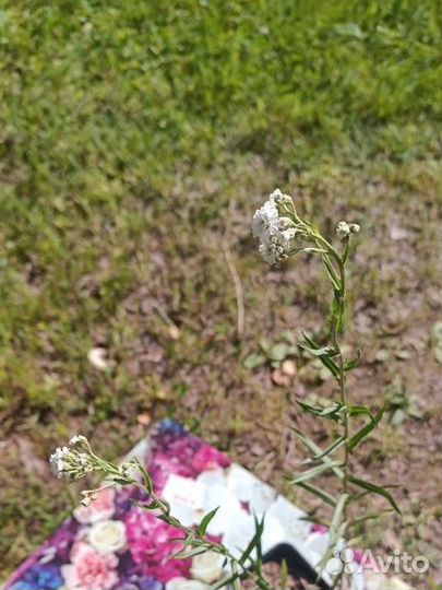 Тысячелистник птармика