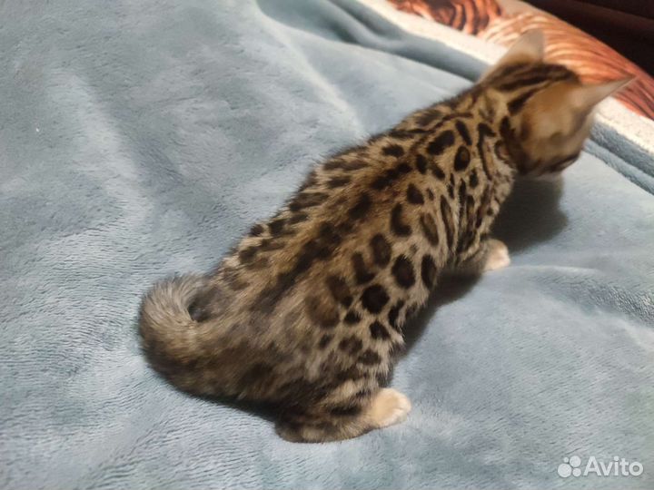 Бенгальские котята