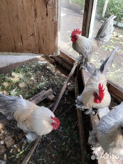 Петухи