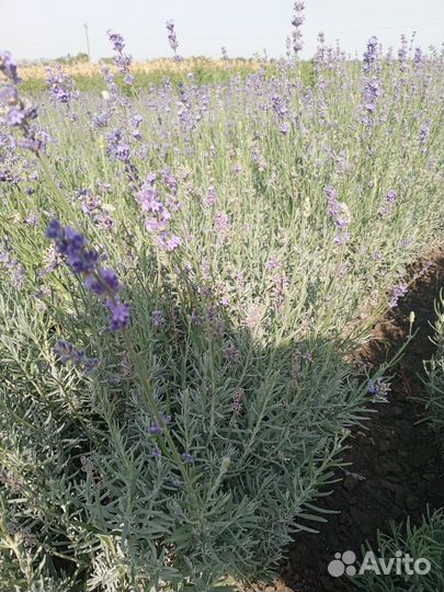 Кусты лаванды