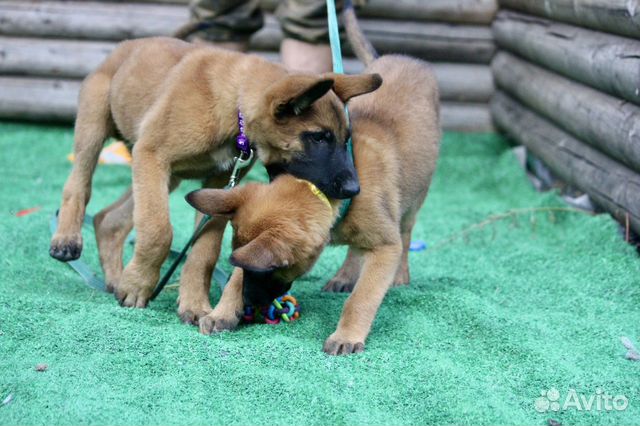 Щенки бельгийской овчарки малинуа с родословной купить в Москве ...